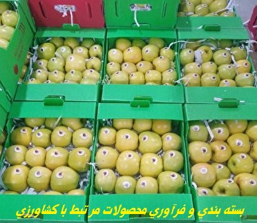 بسته بندی 